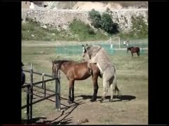 Horses who are fuck-hungry love to pound on the field.